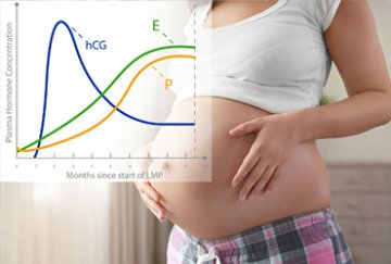 Těhotenský hormon HCG