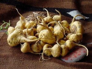 MACA peruánska a jej účinky pri liečbe neplodnosti