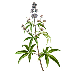 Vitex jahňací