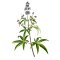 Vitex jahňací