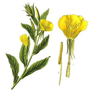 Pupalka dvojročná