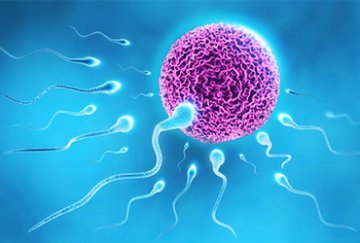 Zajímavosti o spermiích
